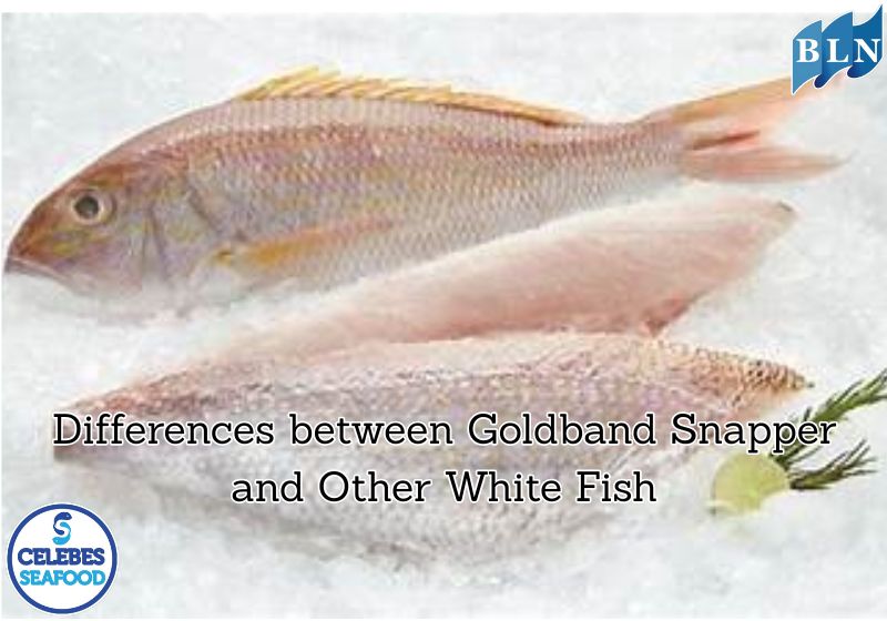 Differences between Goldband Snapper and Other White Fish
